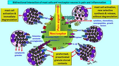 Mast Cells in Stress, Pain, Blood-Brain Barrier, Neuroinflammation and Alzheimer’s Disease